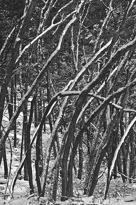_D306553BW