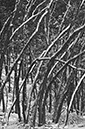 _D306553BW