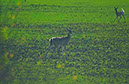 IMG00009