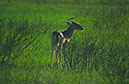 IMG00013