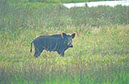 IMG00036