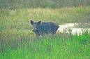 IMG00038