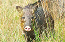 IMG00056