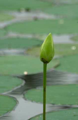 IMG00088