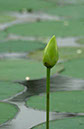 IMG00088