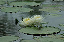 IMG00093