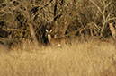 IMG00025