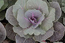 IMG00093