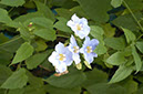 IMG00099